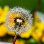 löwenzahn, pflanze, taraxacum, wildblume, blüte, natur, nahaufnahme, frühling