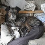 A domestic dog resting on a pile of worn clothing in a rustic, cluttered indoor environment.